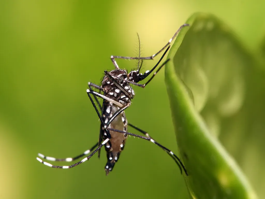 Dedetização de Mosquitos em Cotia